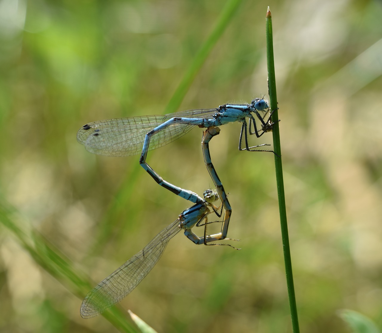 Image - dragonflies pairing macro close