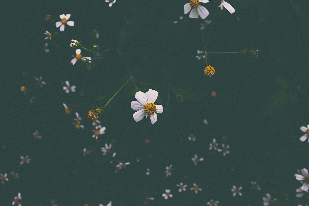 Image - flower white petal bloom dark