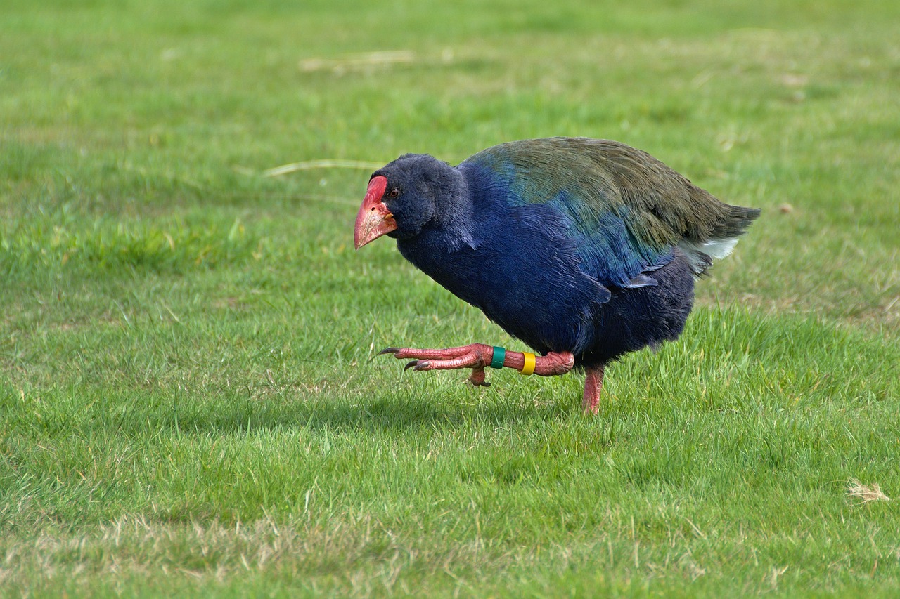 Image - green grass bird chicken