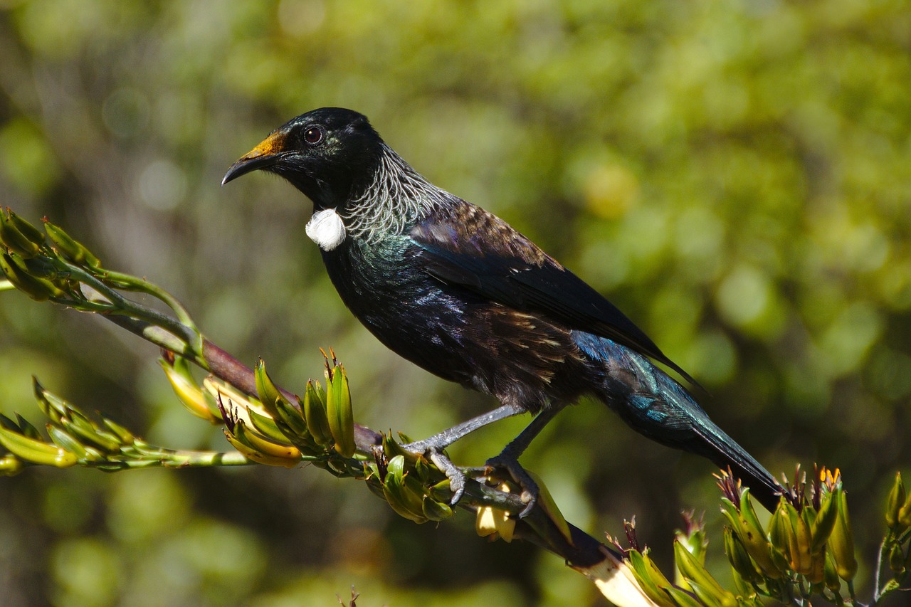 Image - trees green plant bokeh bird