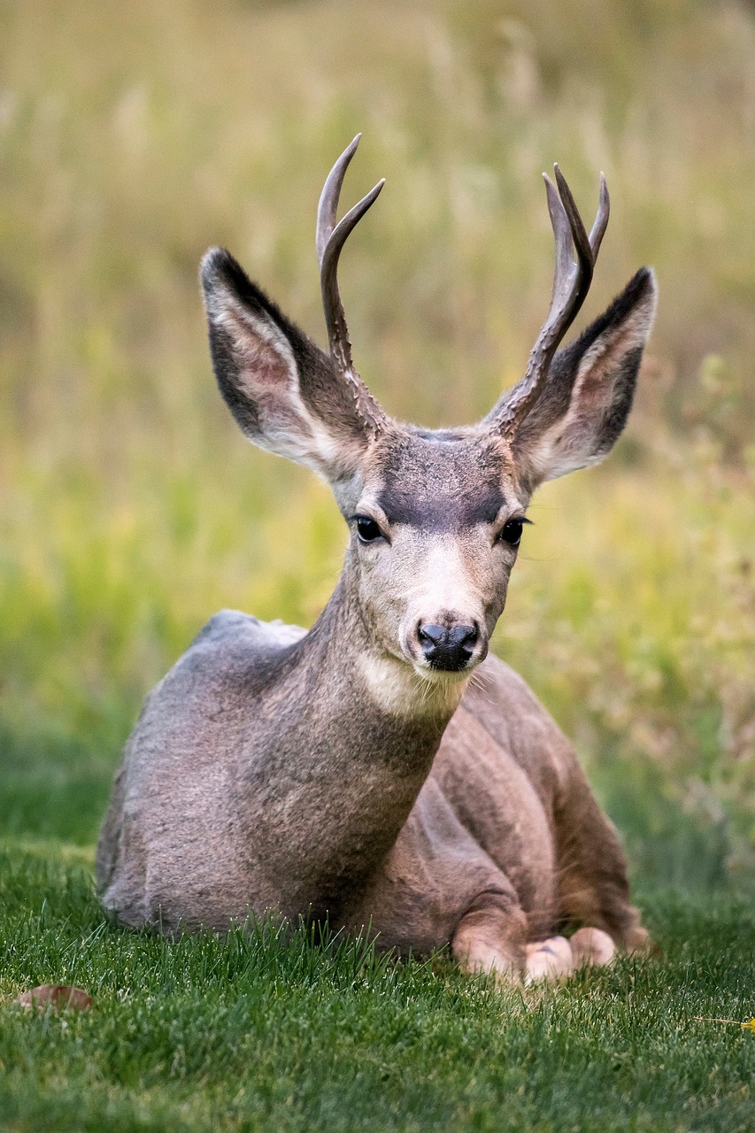 Image - deer horn animal wildlife green