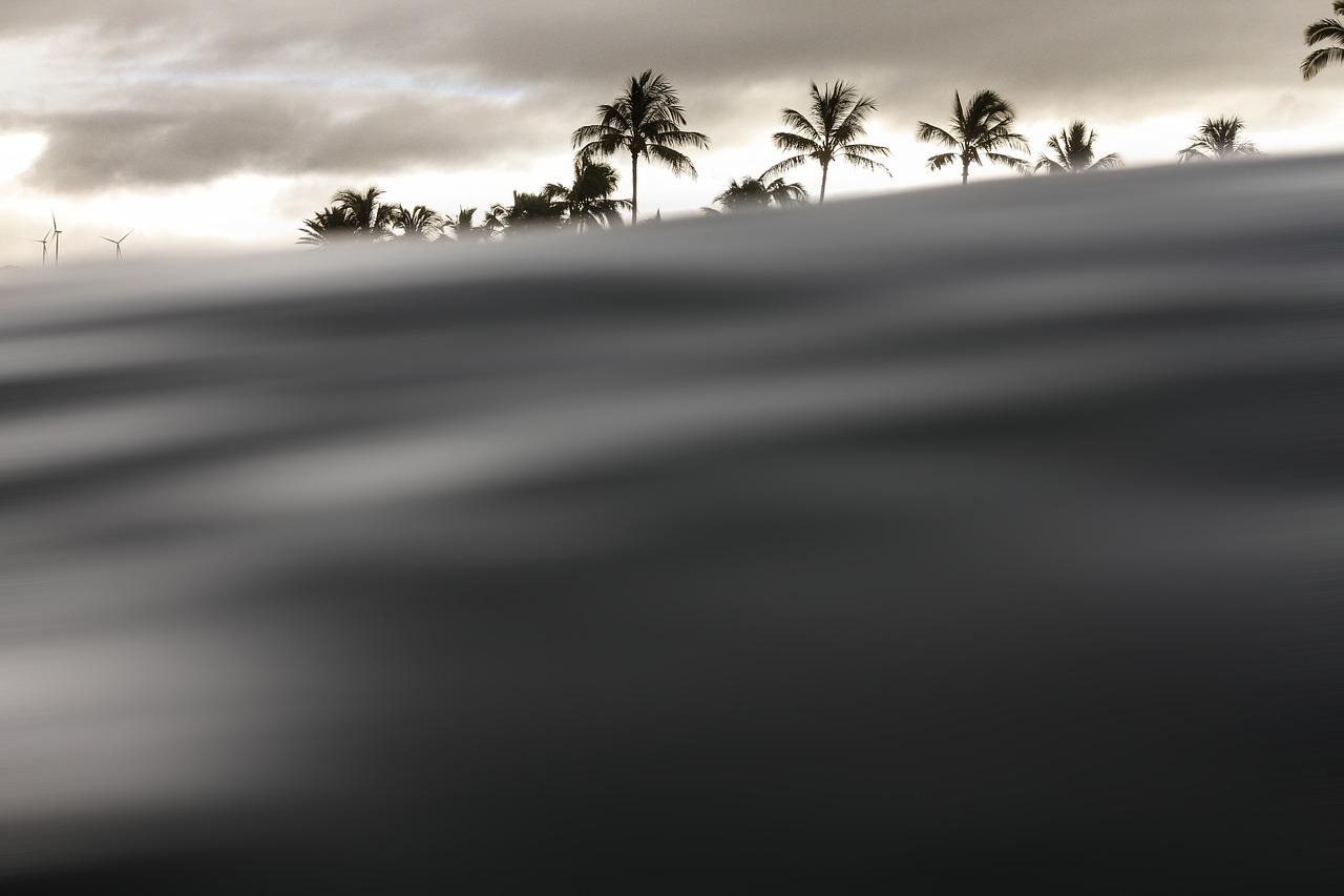 Image - windmill coconut tree plant clouds