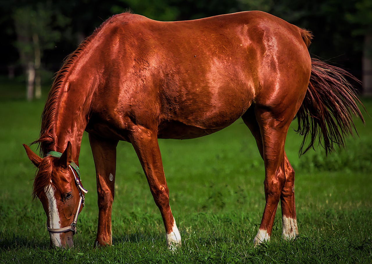 Image - horse meadow grass summer brown