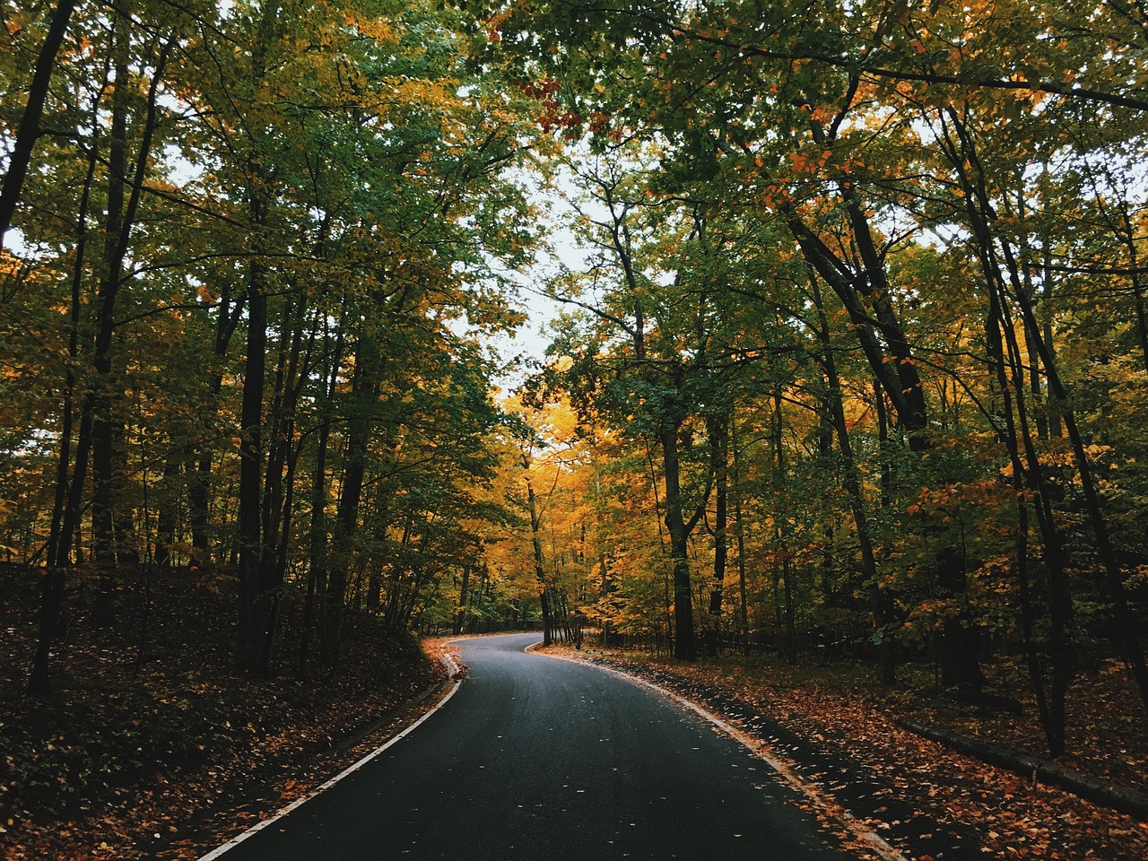 Image - trees clolorful plant forest