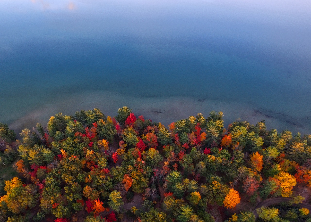 Image - trees clolorful aerial view plant