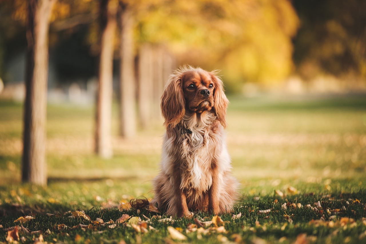 Image - dog puppy animal pet playground