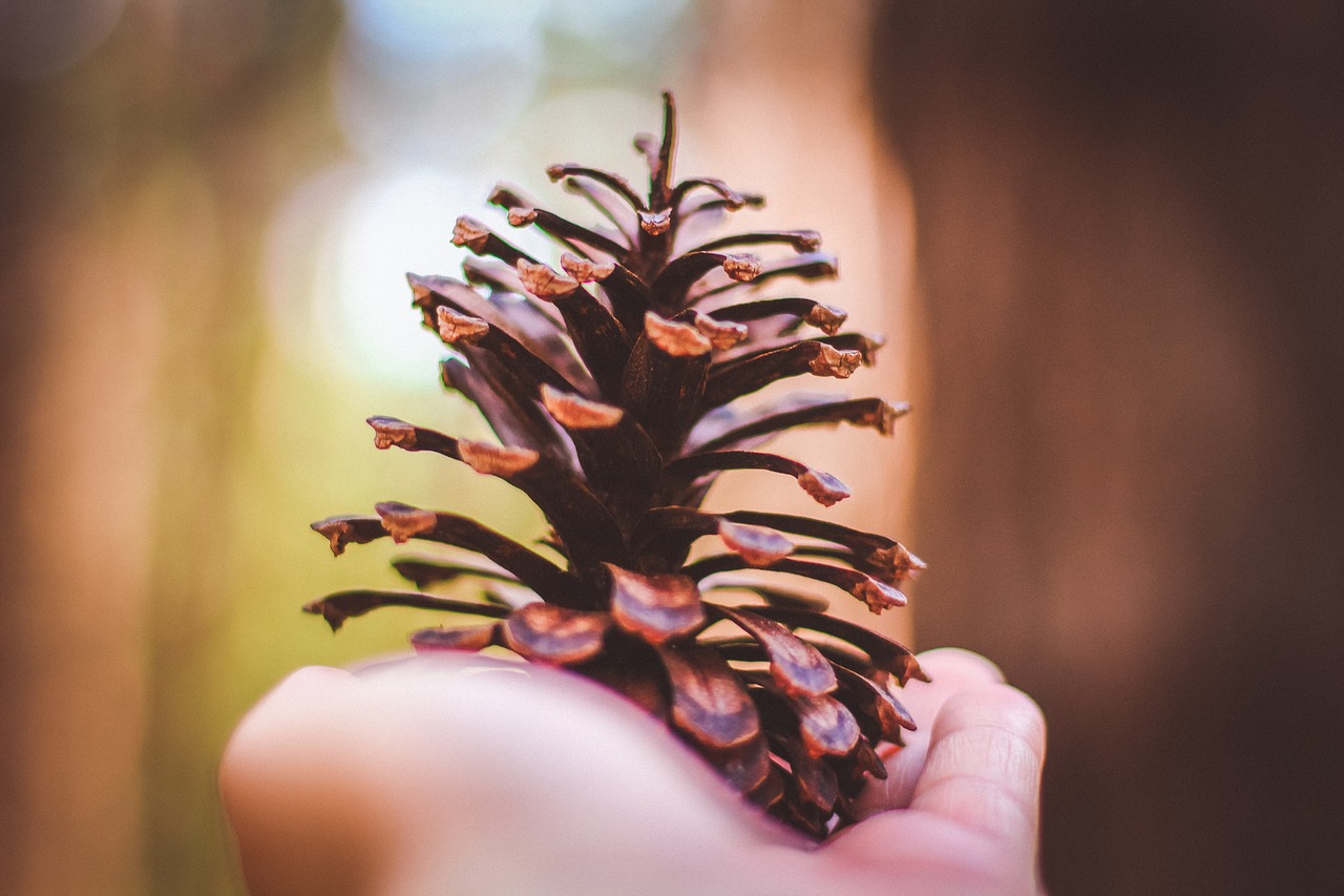 Image - hand spruce cone plant