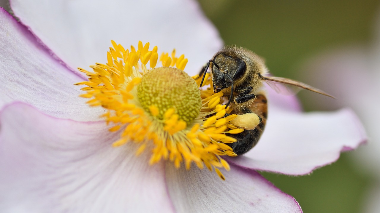 Image - bee flower forage macro