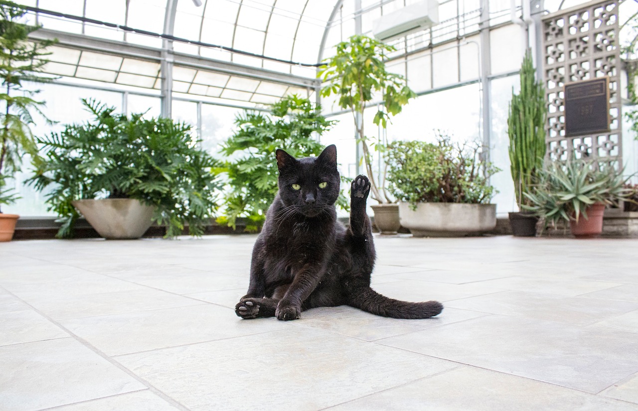 Image - building structure floor cat