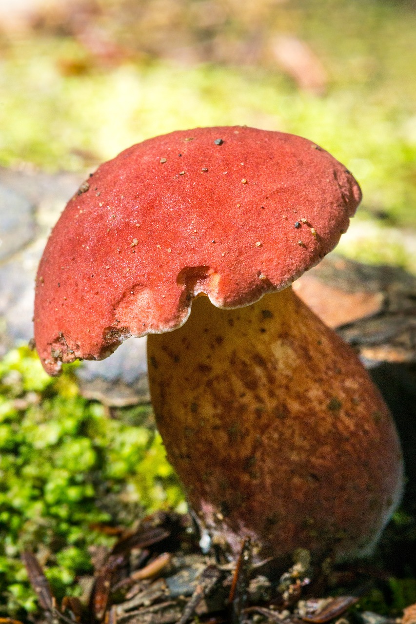 Image - red mushroom fungus outdoor