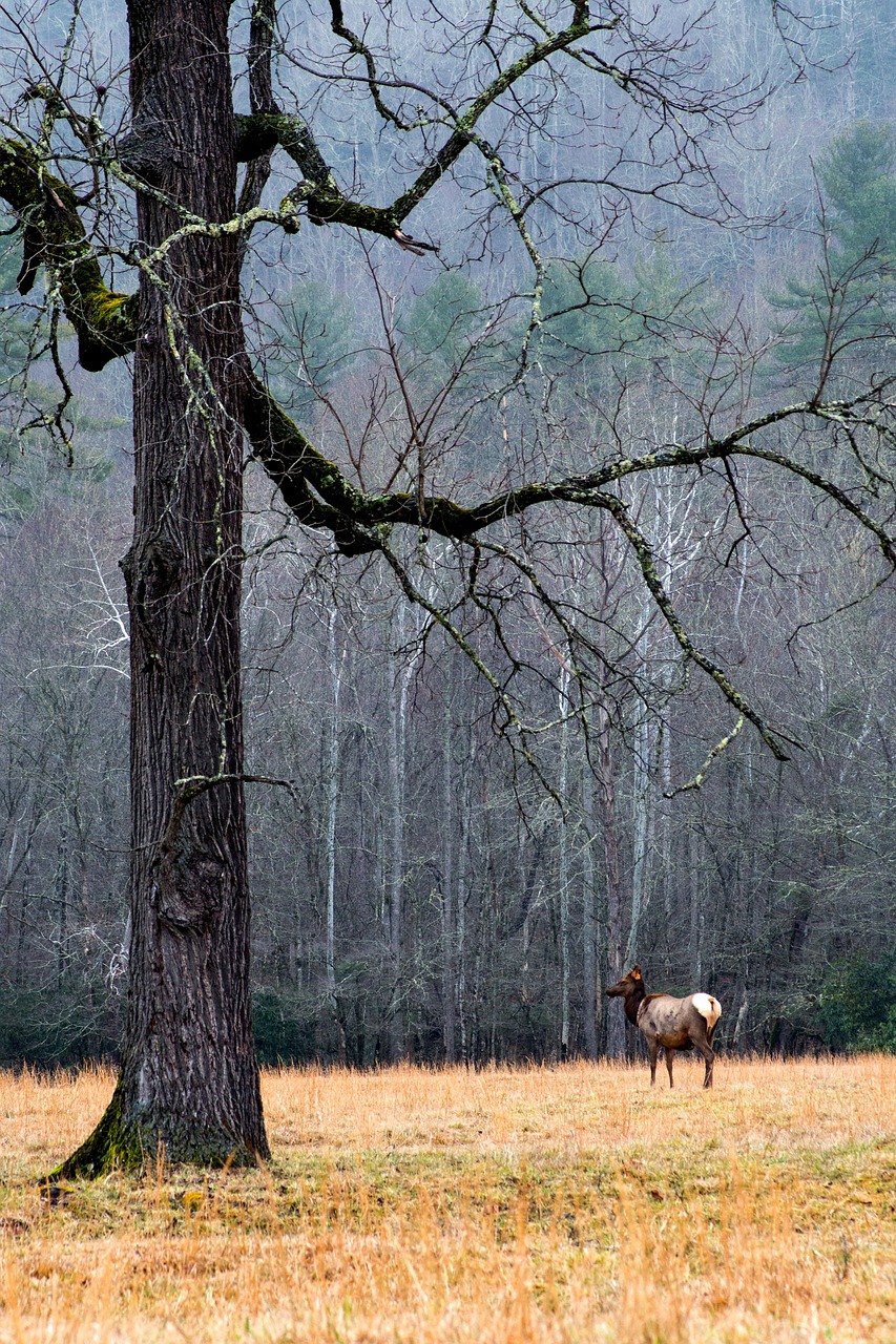 Image - trees plant forest grass animal