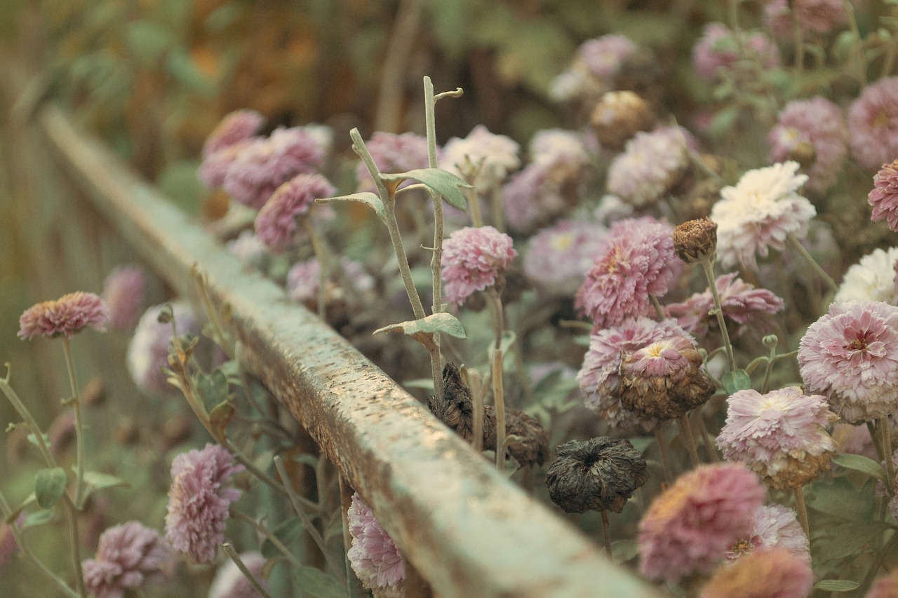 Image - steel plant flower garden petals