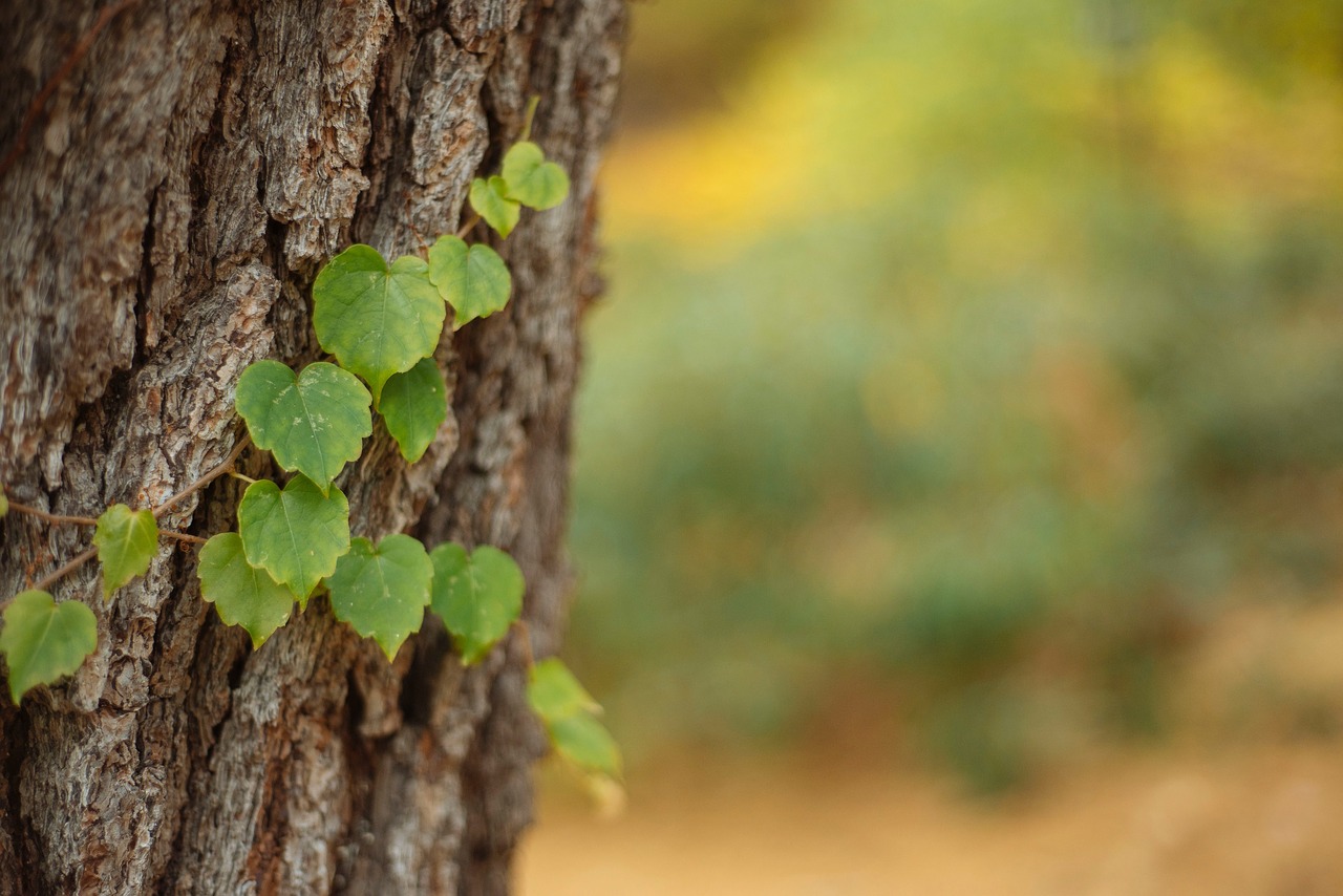 Image - tree wood leaf vines plant nature