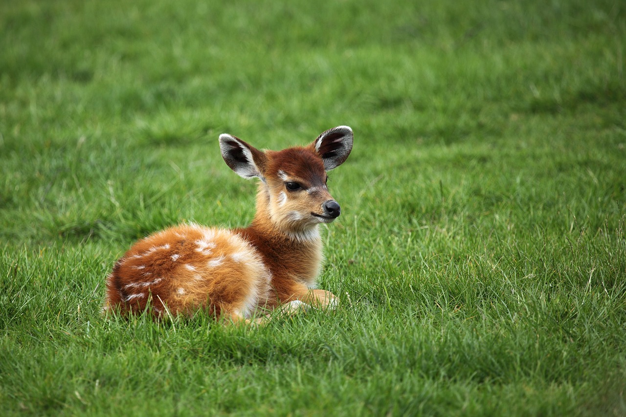 Image - africa african animal antelope