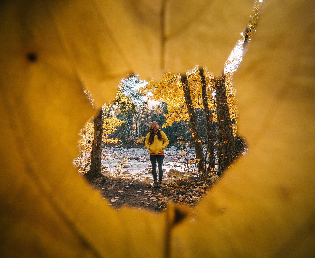 Image - trees plant forest nature autumn