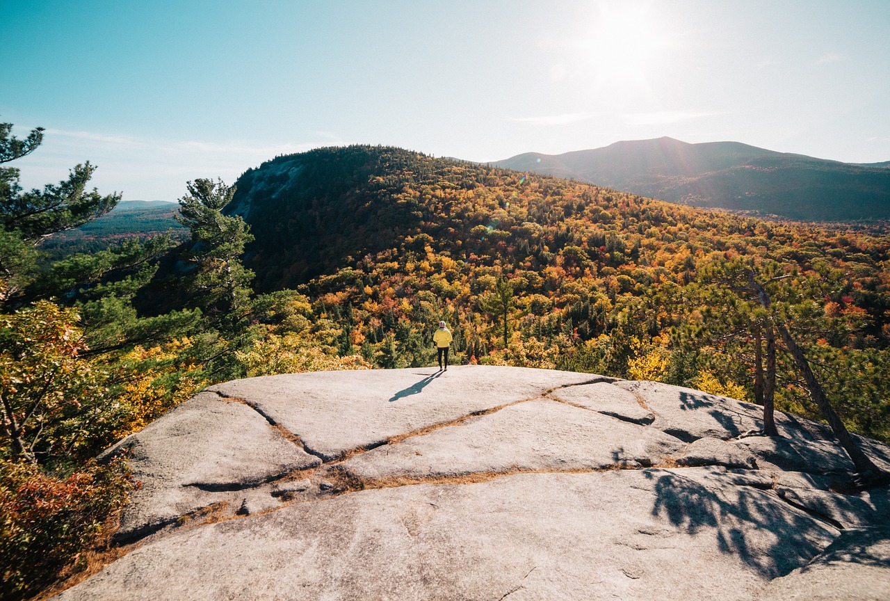 Image - grass trees plant forest mountain