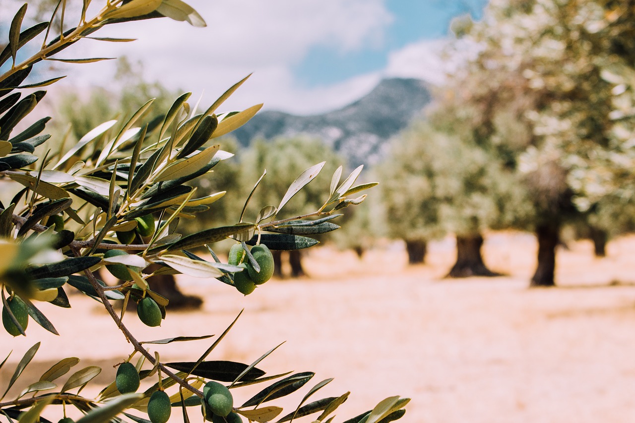 Image - trees green olive fruit farm