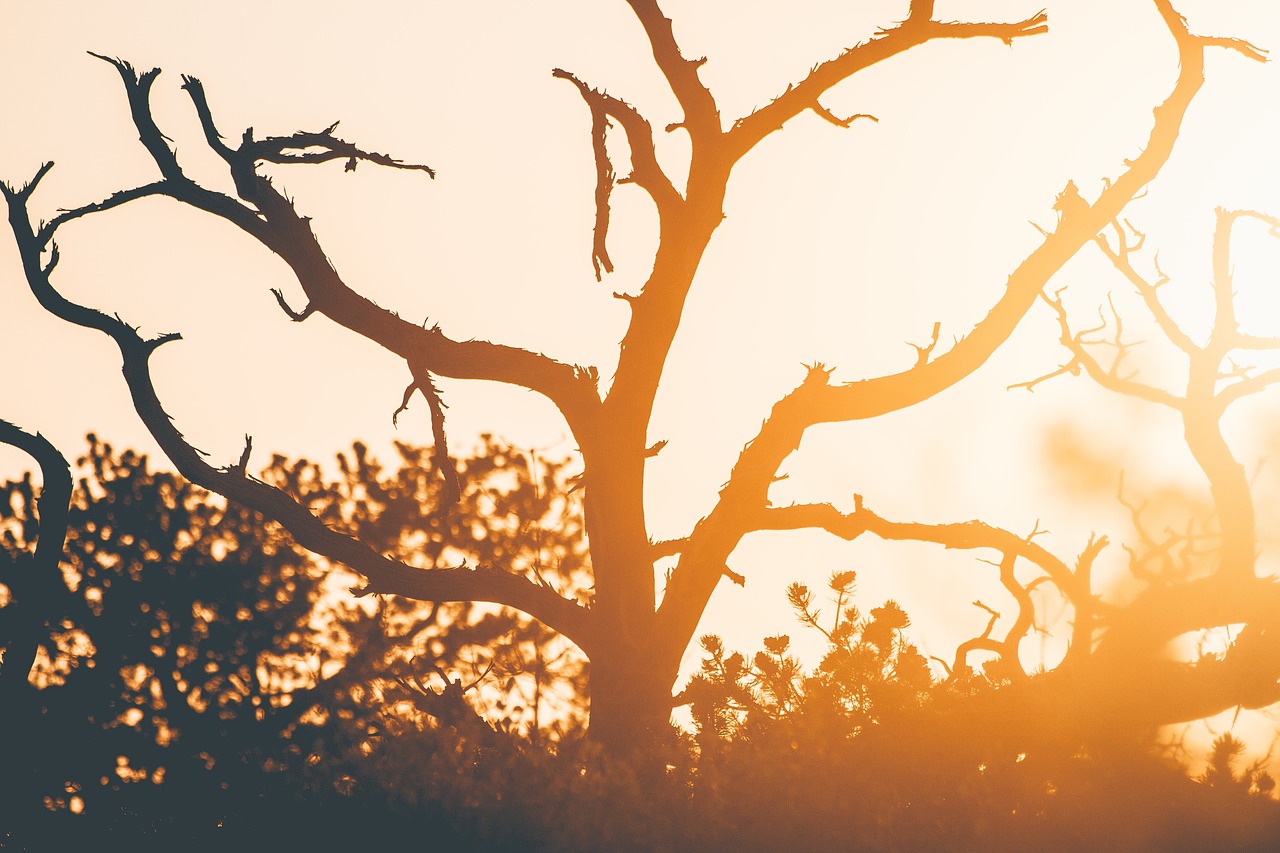 Image - tree wood plant sky sunset