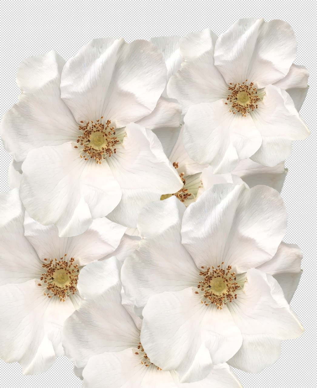 Image - yorkshire roses white