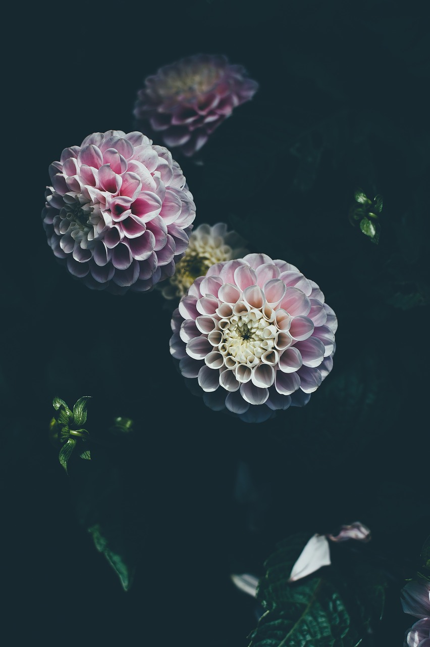 Image - dark dahlia flower petals plant