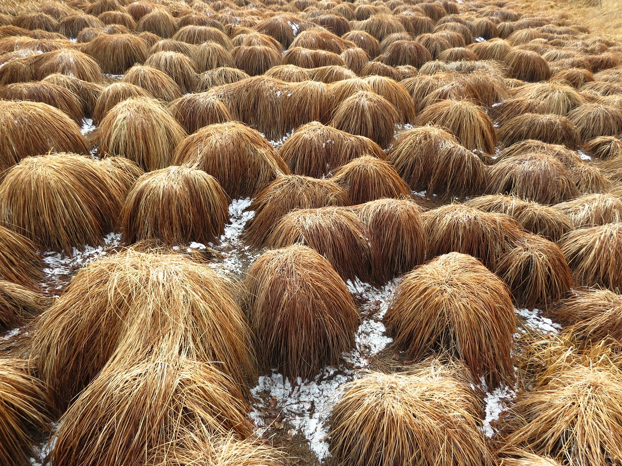 Image - swamp tundra grass autumn bumps