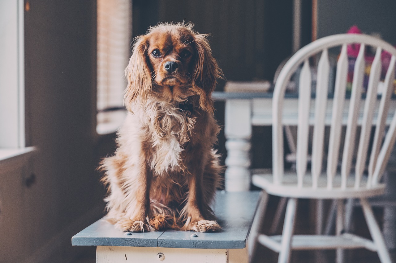 Image - house chair table pet puppy dog