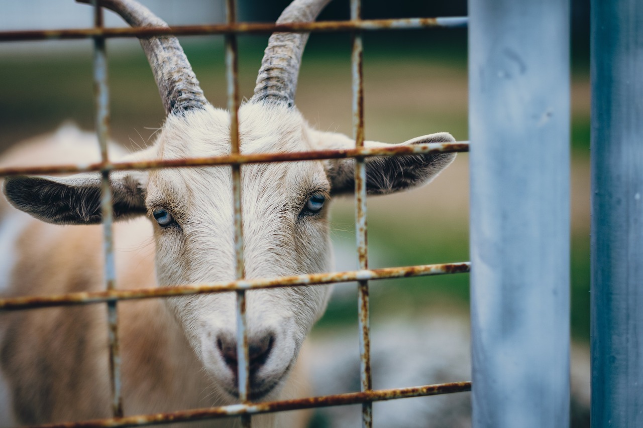 Image - goat horn animal gate farm