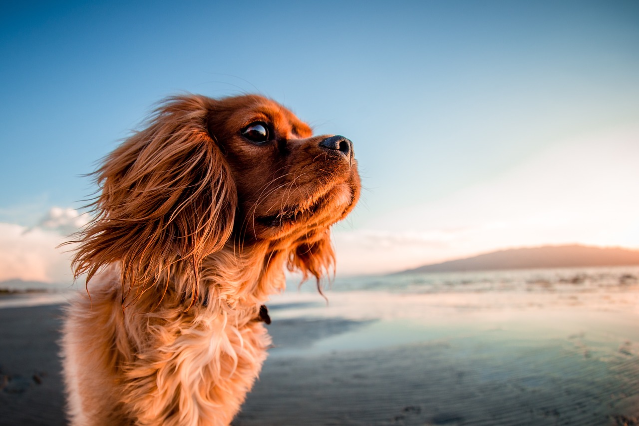 Image - dog animal pet puppy beach coast