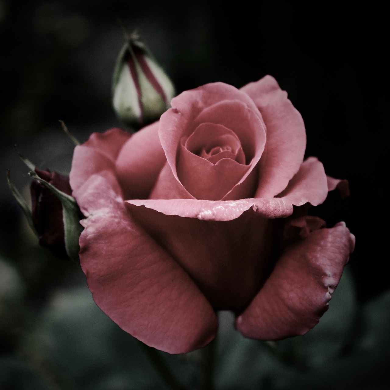 Image - pink rrose petal bloom flower