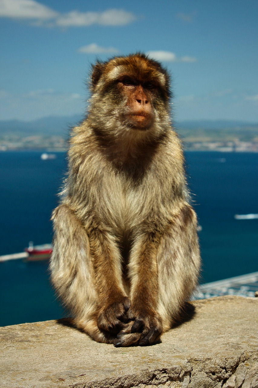 Image - monkey animal pet zoo blue sky