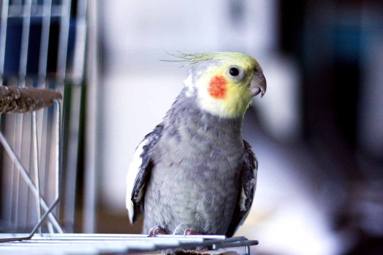Image - paige birdie cockatiel