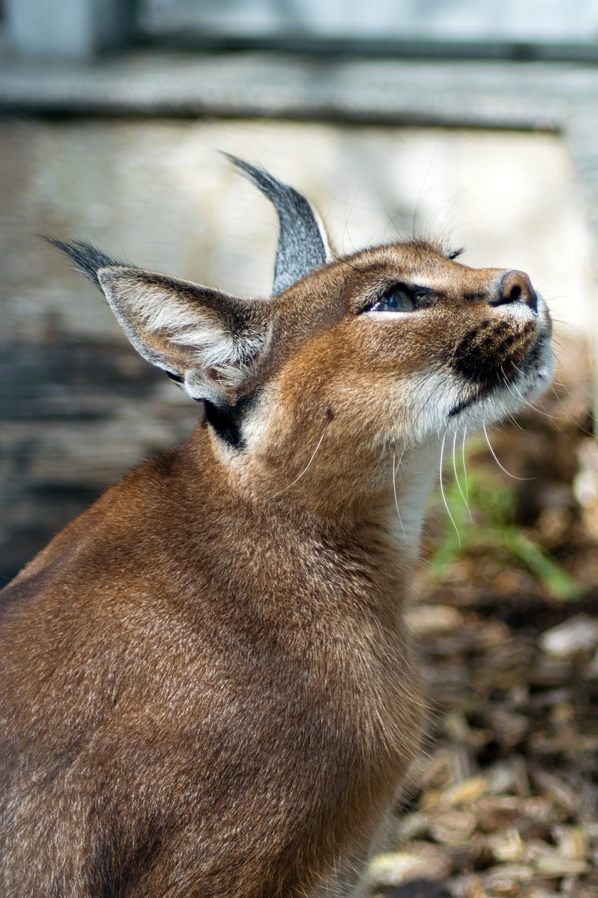 Image - desert lynx karakal caracal caracal