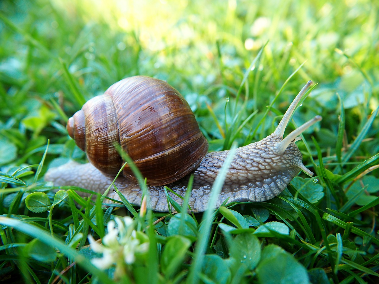 Image - snail shell snail shells nature