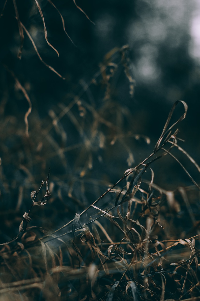 Image - dry grass branch outdoor dark