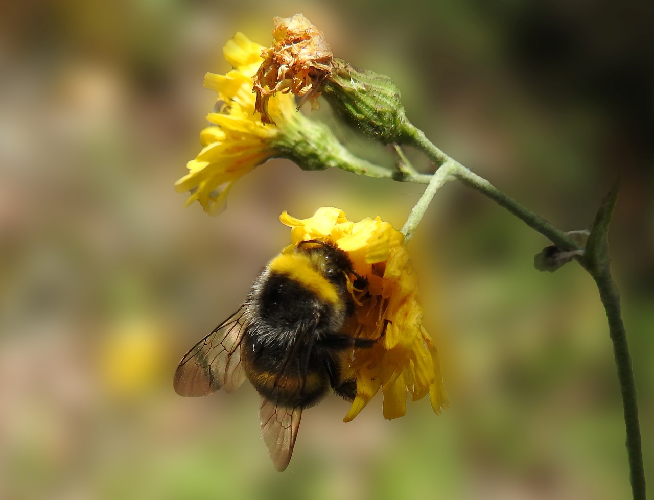 Image - nature hummel insect blossom bloom