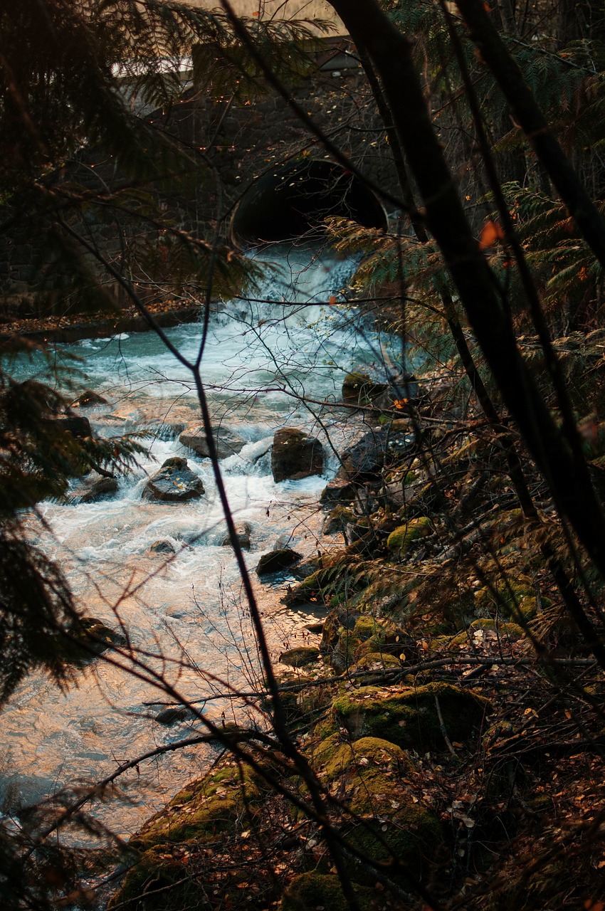 Image - trees river stream water drainage