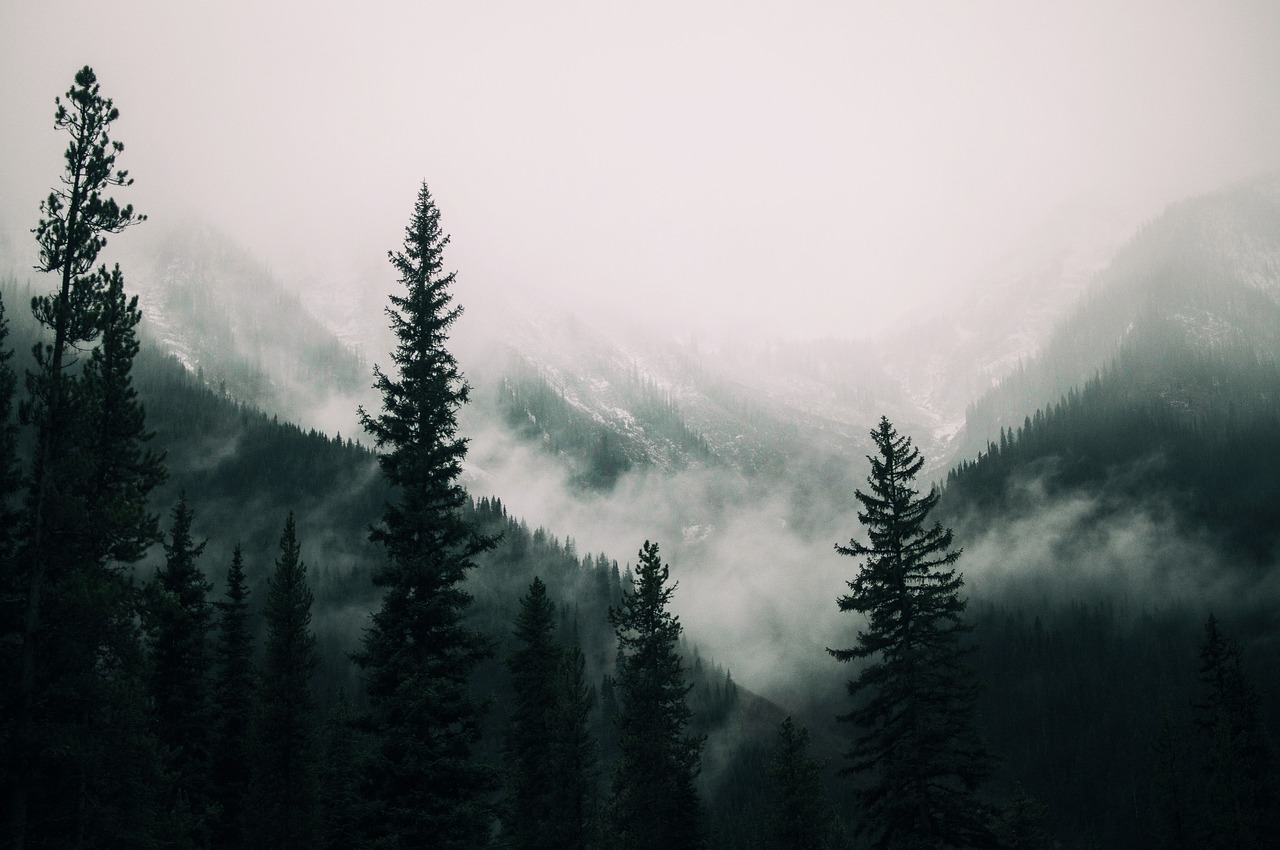 Image - forest trees plants nature