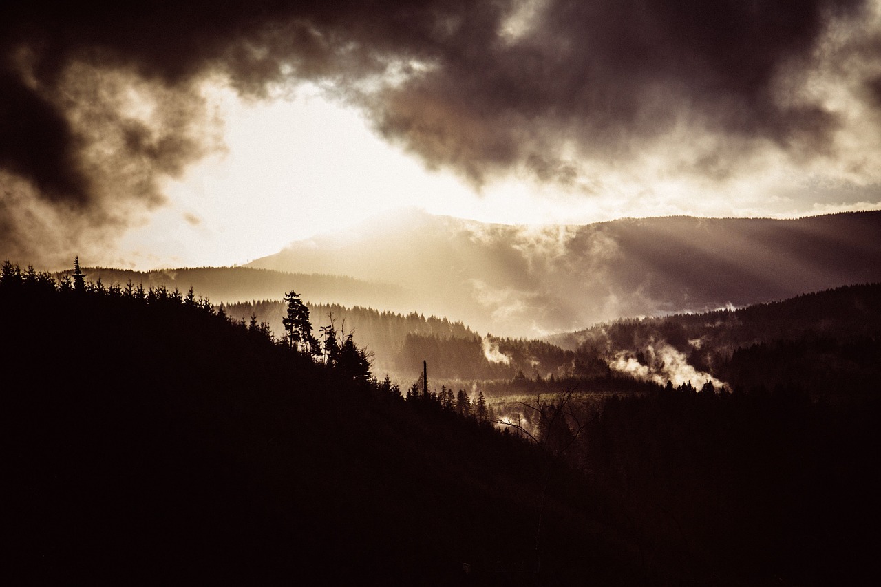 Image - forest mountain grass trees dark