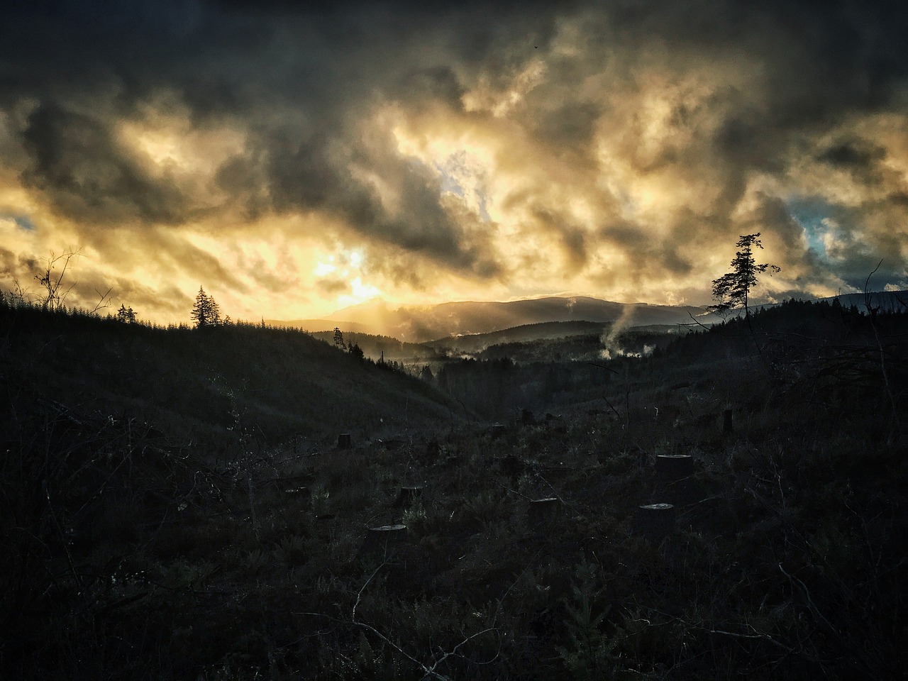 Image - wood tree logging forest mountain