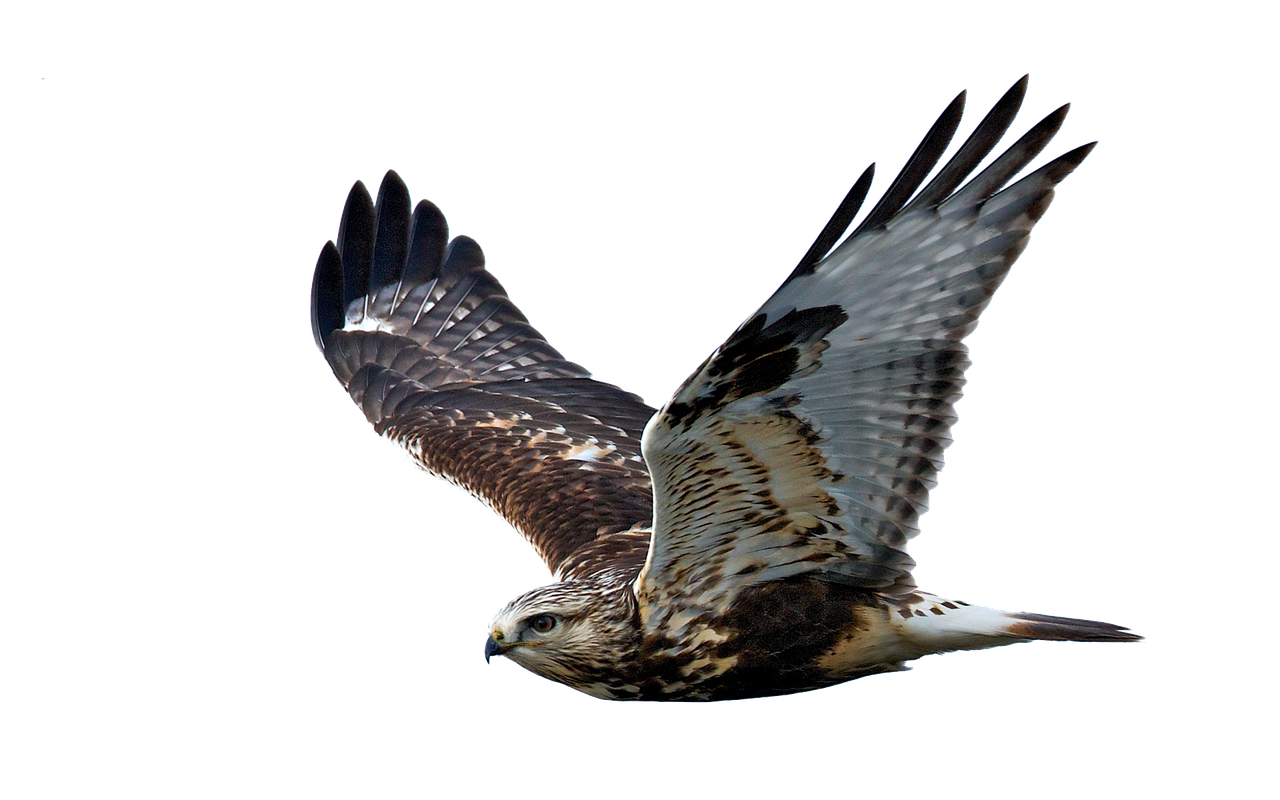 Image - hawk flight raptor bird of prey