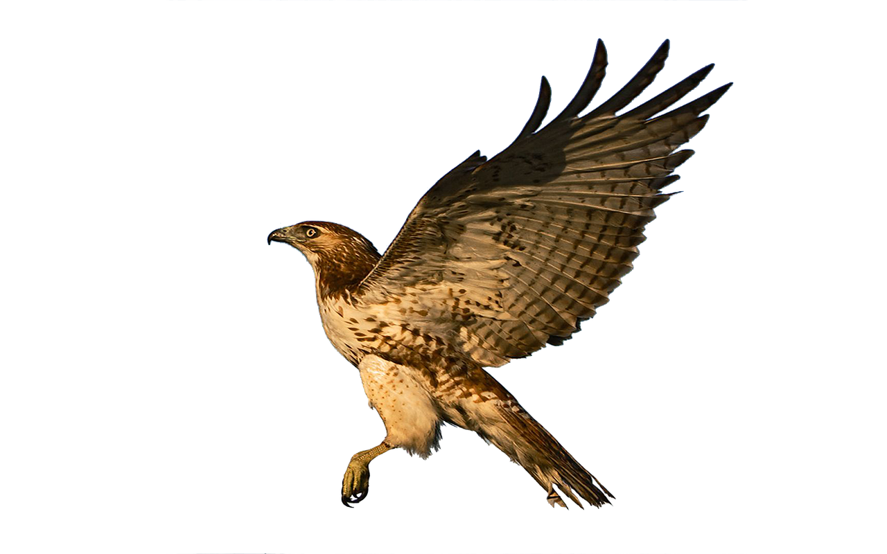 Image - hawk flight raptor bird of prey