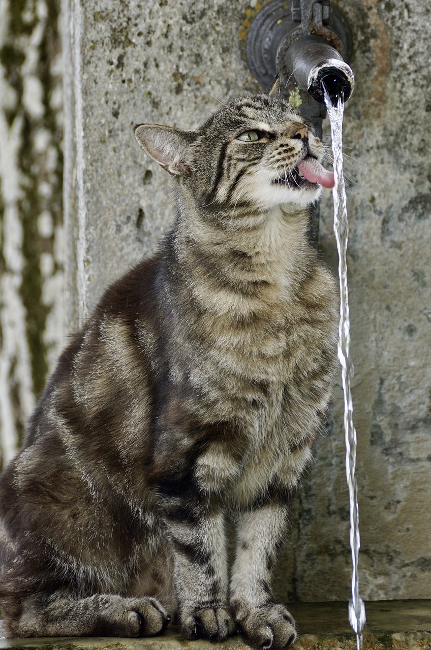 Image - cat tiger animal adidas