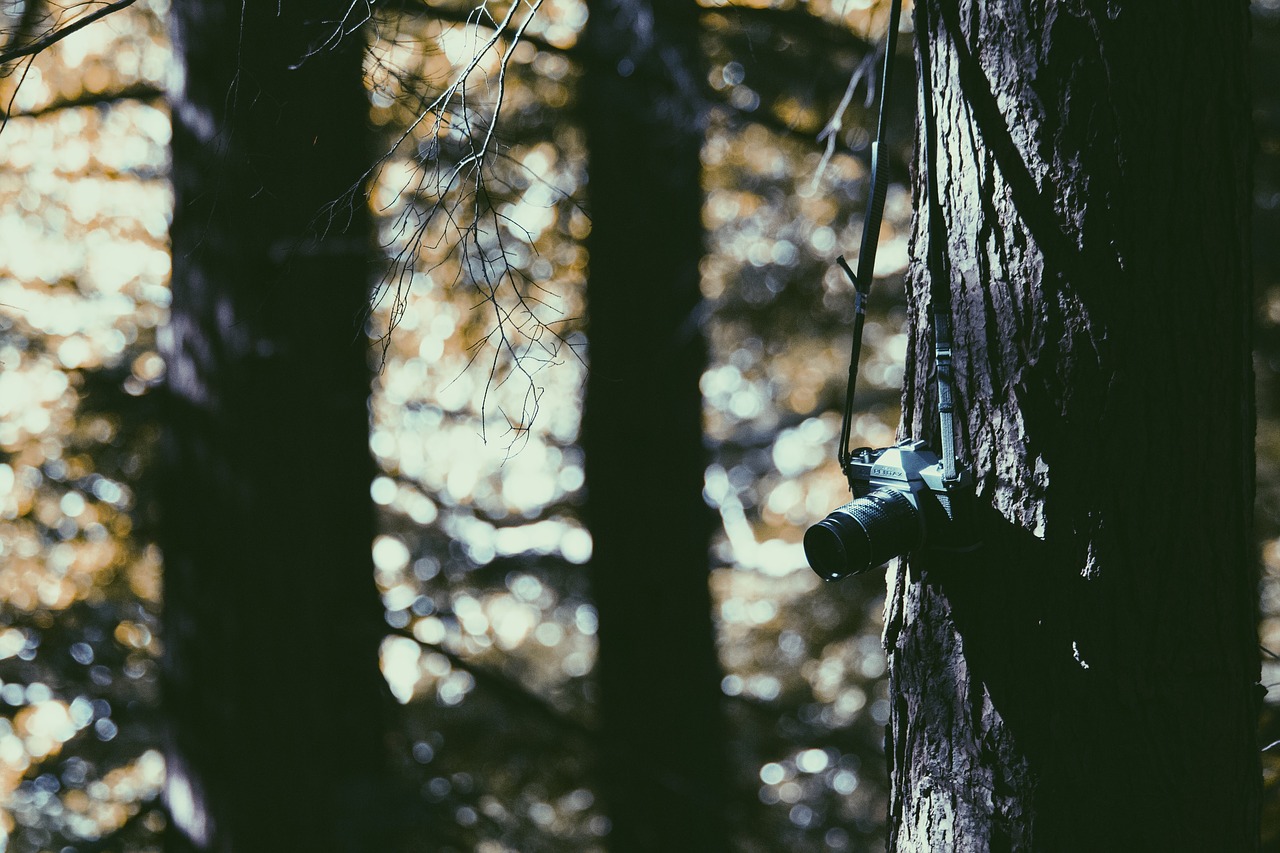 Image - tree plant wood nature camera