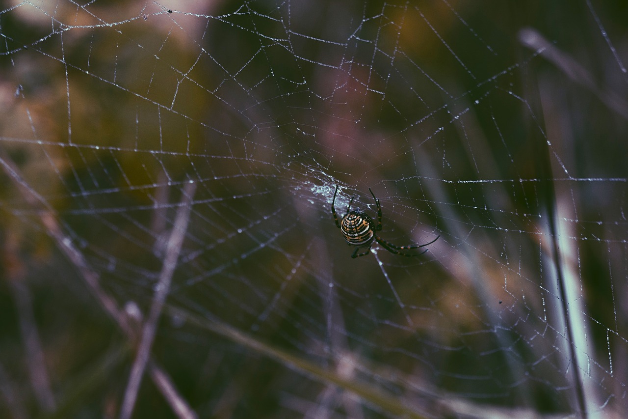 Image - spider web insect animal outdoor