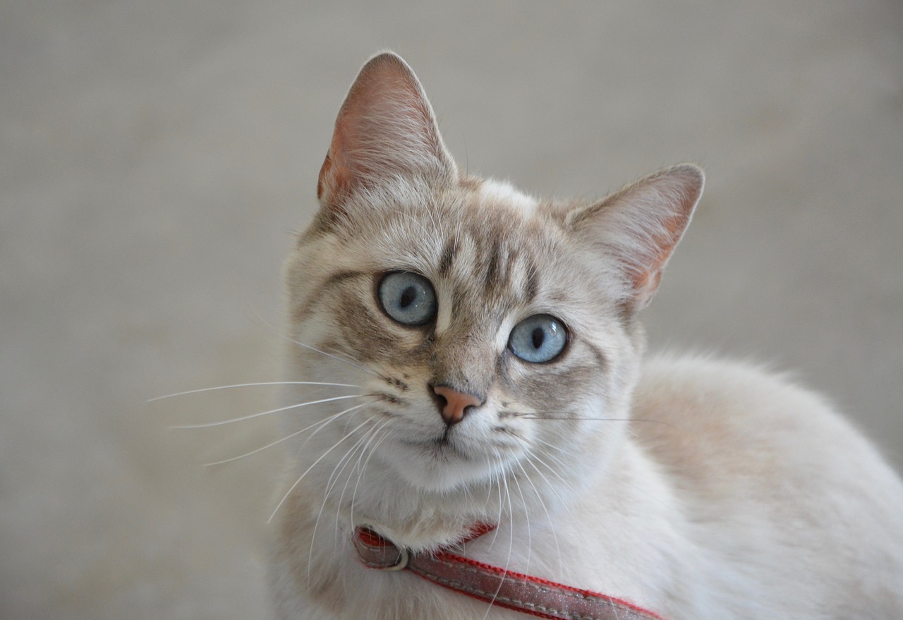 Image - cat pussy look blue eyes