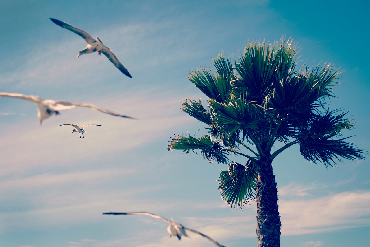 Image - tree plants birds animal fly