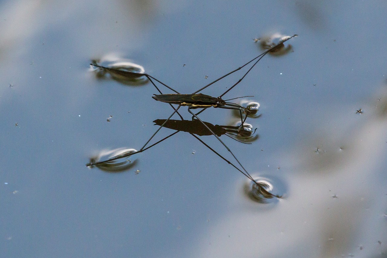 Image - nature water bug sky macro liquid