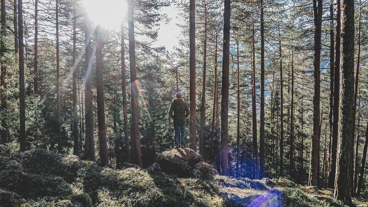 Image - nature trees woods forest man