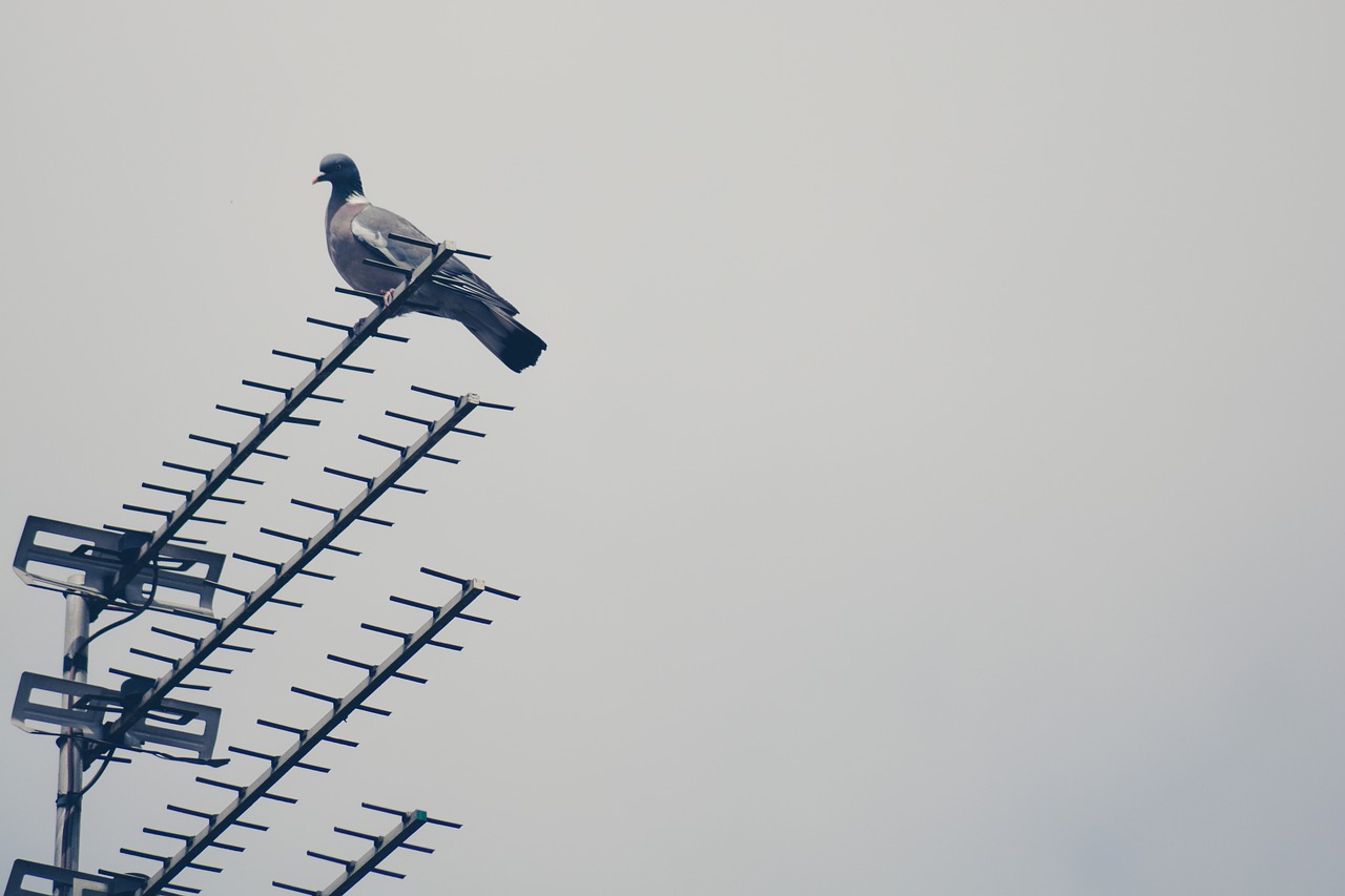 Image - antena signal steel bird animal