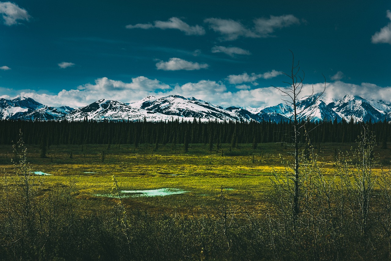 Image - green grass trees plants forest